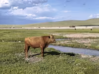 Toro, Bovini — foto 1
