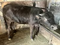 گاو ماده, Swiss cattle — عکس 2