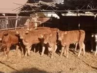 Toro, Mucca limousine — foto 4