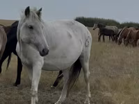 Kobila, Kazakh horse — fotografija 2