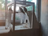 Nimfa (Cockatiel) tutuquşuları və quşlar üçün geniş qəfəs dəsti — عکس 5