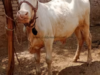 பசு, மாடுகள் — புகைப்படம் 4