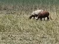 แกะตัวเมีย, Romanov sheep — รูปภาพ 3