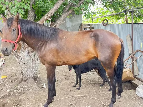 Pastuv, Thoroughbred horse