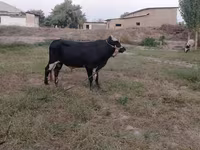 Bull, Russian Black pied cattle — photo 4