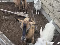 Koza, Saanen goat — foto 8