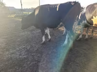 Krava, Russian Black pied cattle — foto 6