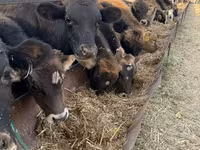 Bik, Swiss cattle — fotografija 2