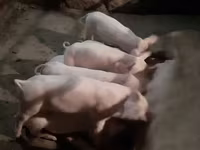 Vier, Porci — foto 1