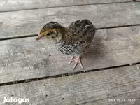 Quails — รูปภาพ 8