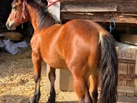 Kuda jantan, Horses — foto 2