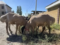 Beran, Arashan sheep — foto 3