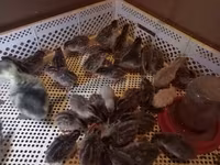 Chickens — عکس 1