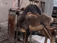 بز ماده, Nubian Goat — عکس 1