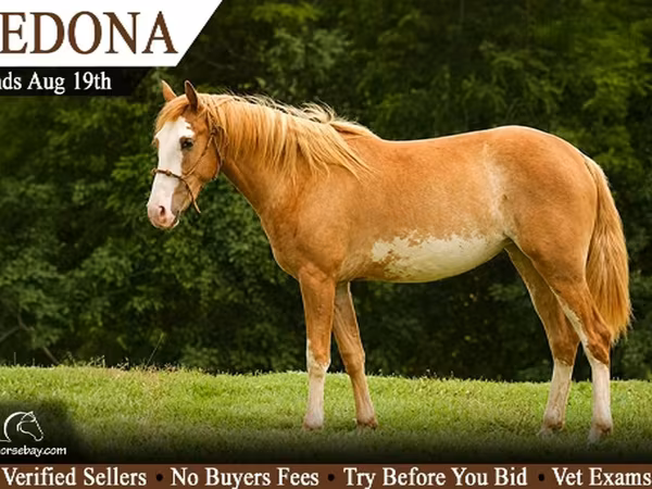 Merrie, American paint horse