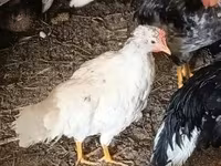 Chickens — รูปภาพ 3