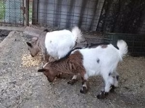 Goat, Goats — Hungary