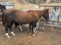 Égua, Cavalos — foto 1