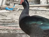 مسکوی خانگی — عکس 8
