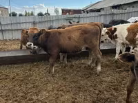 公牛, Cattle — 照片 7
