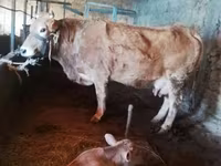 Krava, Latvian Blue cattle — foto 8
