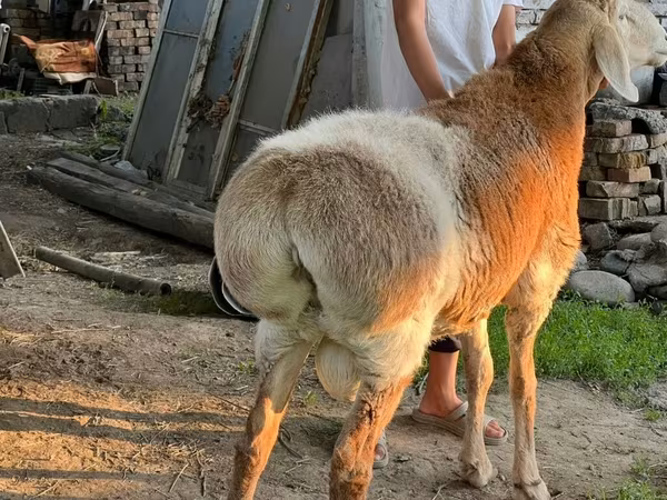 Qoç, Arashan sheep