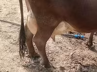 Lembu betina, Cattle — foto 2