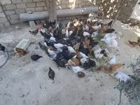 Chickens — foto 1