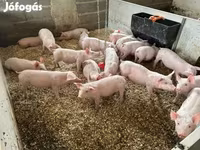 Babi (lot, jantina tidak dinyatakan), Pigs — foto 3