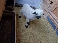 Beran, Valais Blacknose sheep — foto 3