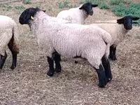 Wad, White Suffolk sheep — sawirka 1