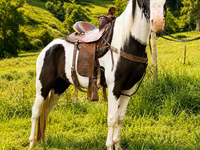 Horse (M), Appaloosa — photo 6