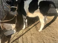 Lembu betina, Aberdeen-Angus — foto 4
