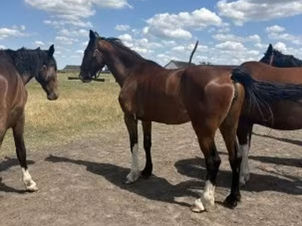 Iapă, Dutch warmblood horse