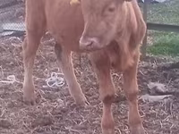 Toro, Ganado vacuno — foto 1