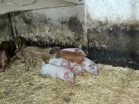 Babi betina, Pigs — foto 2
