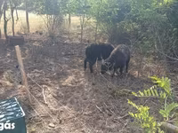 Pecora, Racka sheep — foto 3