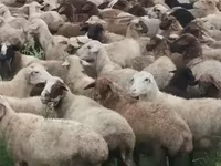 Ido, Sheep — sawirka 5