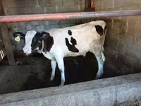 Toro, Swiss cattle — foto 4