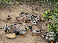 Ducks — عکس 2