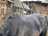 Jument, Chevaux — photo 2
