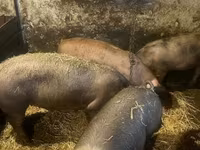 Schweine (Partie, Geschlecht nicht angegeben), Schweine — Foto 4
