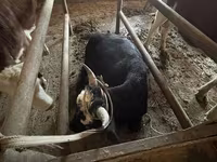 گاو نر, Latvian Blue cattle — عکس 7