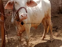 பசு, மாடுகள் — புகைப்படம் 3