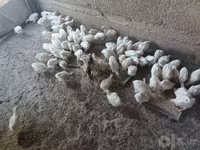 Chickens — รูปภาพ 2
