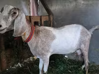 بز ماده, بز — عکس 4
