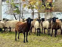 Bélier, Romanov sheep — photo 5