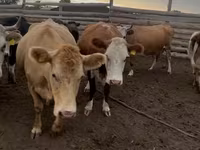 Krava, Simmental cattle — foto 1