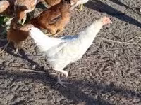 Chickens — รูปภาพ 5