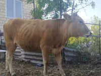 Kuh, Kaukasische braune Kuh — Foto 3